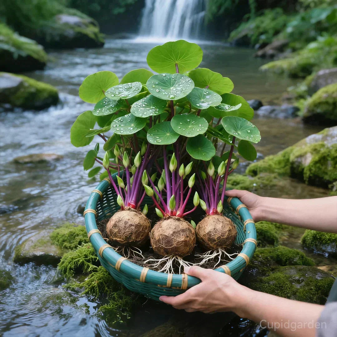 Potted Stephania Erecta Plant with Caudex Base