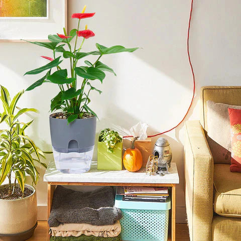 Transparent Reservoir Self-Watering Planter with Cotton Wick