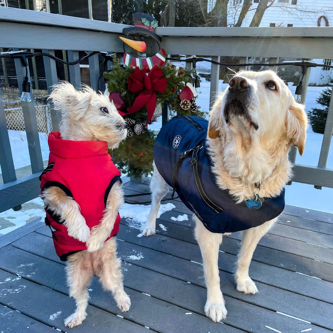 ThunderStride™ — Wrap Your Dog in Instant Warmth and Effortless Control Every Walk
