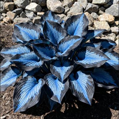 ShadeBloom™ — Transform Shadowy Spots into Lush, Colorful Garden Sanctuaries