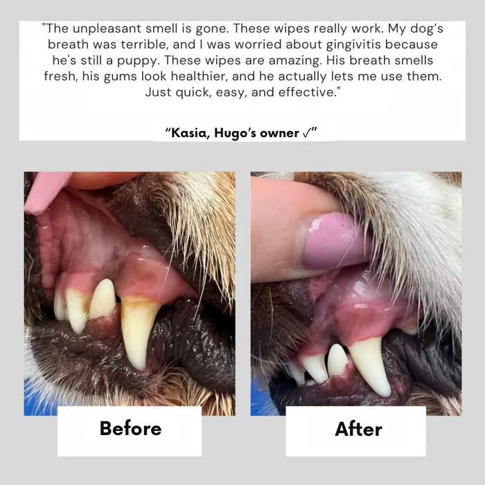 RamoraPaws™ — Instantly Fresh Breath and Happier Pets Without the Struggle