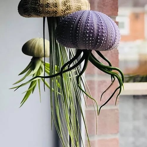 AuraShell™ — Bring Effortless Coastal Calm and Living Ocean Beauty to Your Space