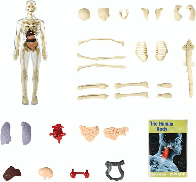 VitaMorph™ — Experience Anatomy Like Never Before with Hands-On, Life-Size Discovery