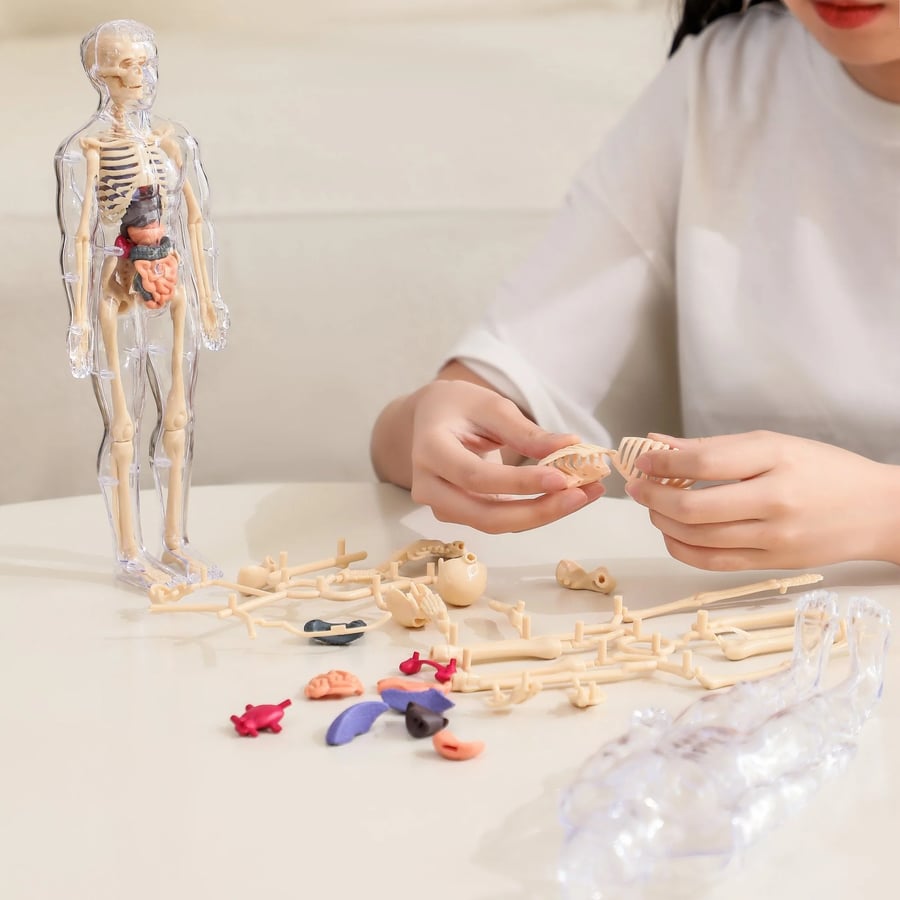VitaMorph™ — Experience Anatomy Like Never Before with Hands-On, Life-Size Discovery