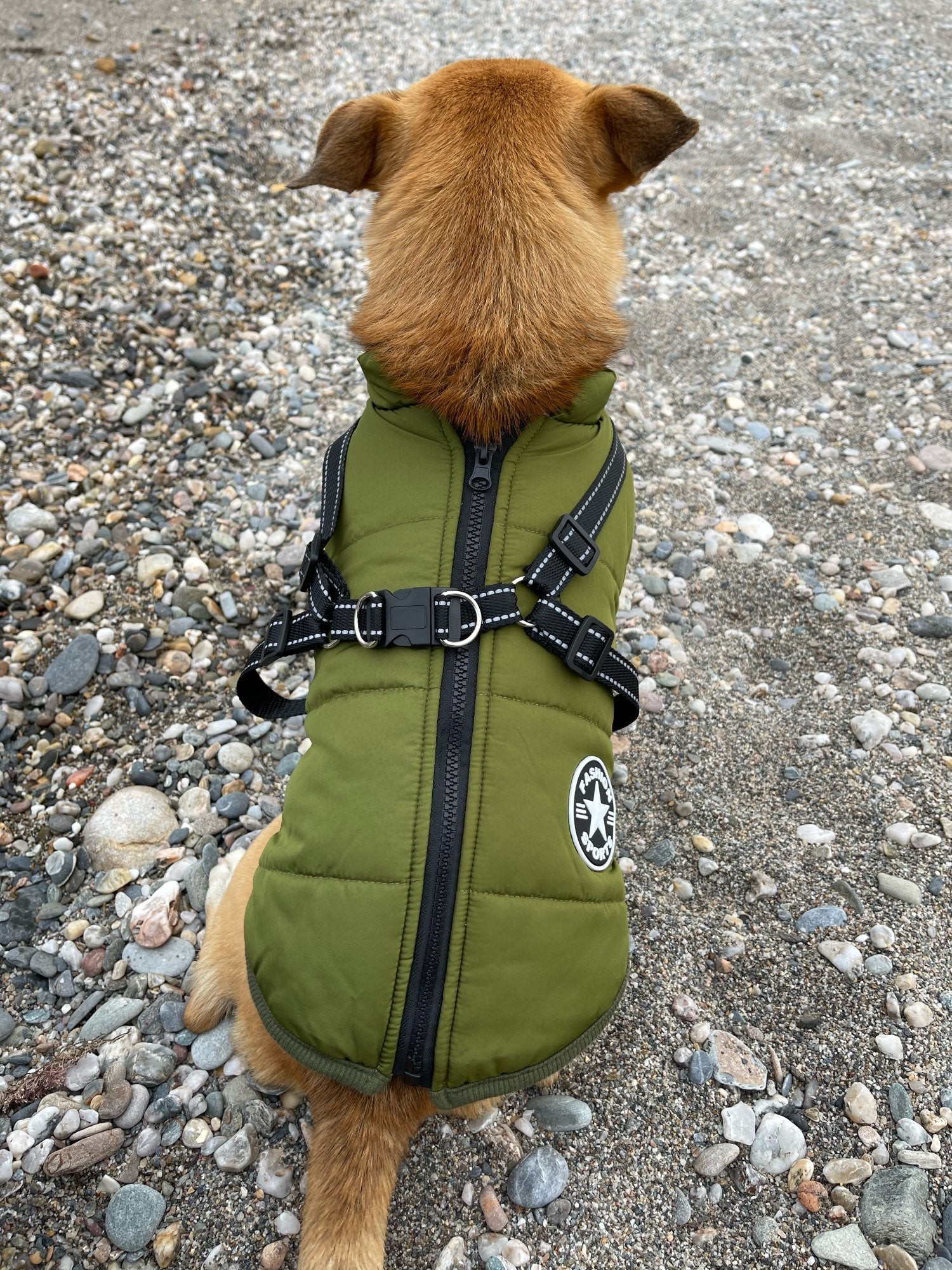 ThunderStride™ — Wrap Your Dog in Instant Warmth and Effortless Control Every Walk