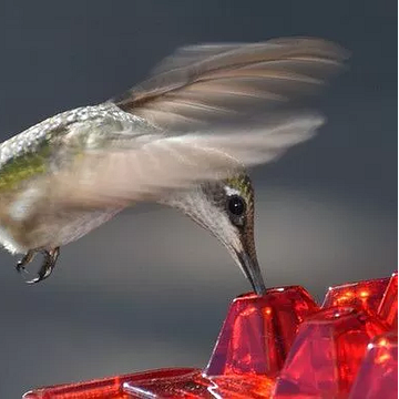 30-Port Ant-Proof Hummingbird Feeder with Nectar Storage