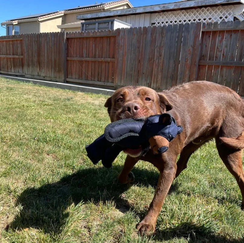 Durable Chew Toy for Dogs – Designed for Heavy Chewing