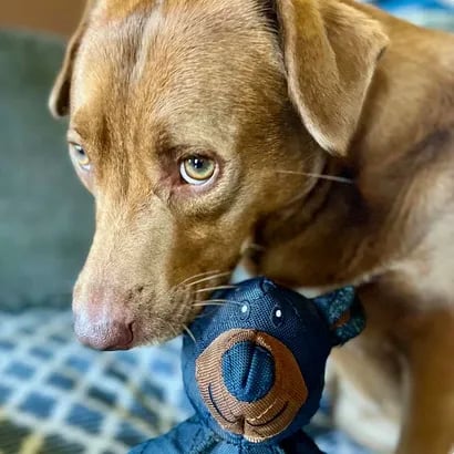 Durable Chew Toy for Dogs – Designed for Heavy Chewing