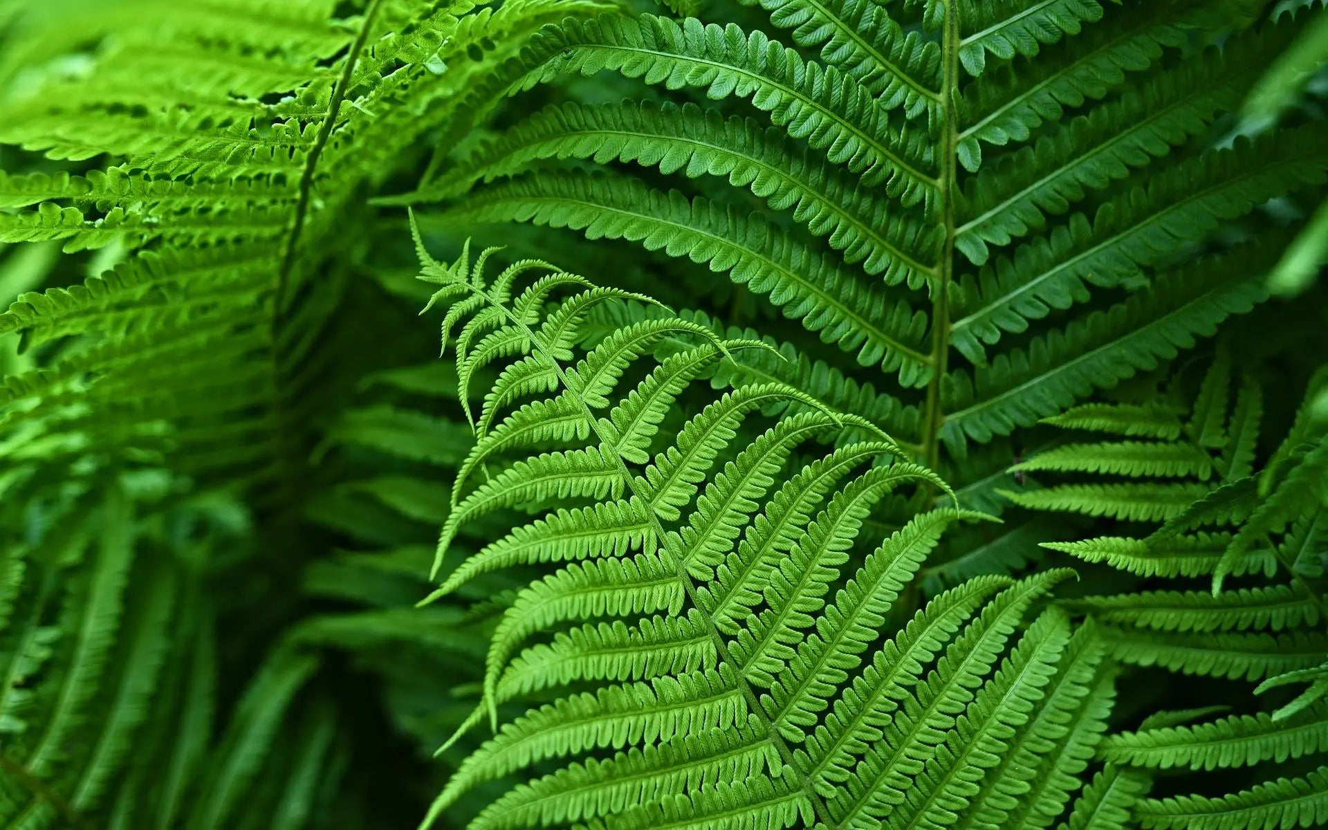 Realistic Faux Ferns for Effortless Indoor and Outdoor Style