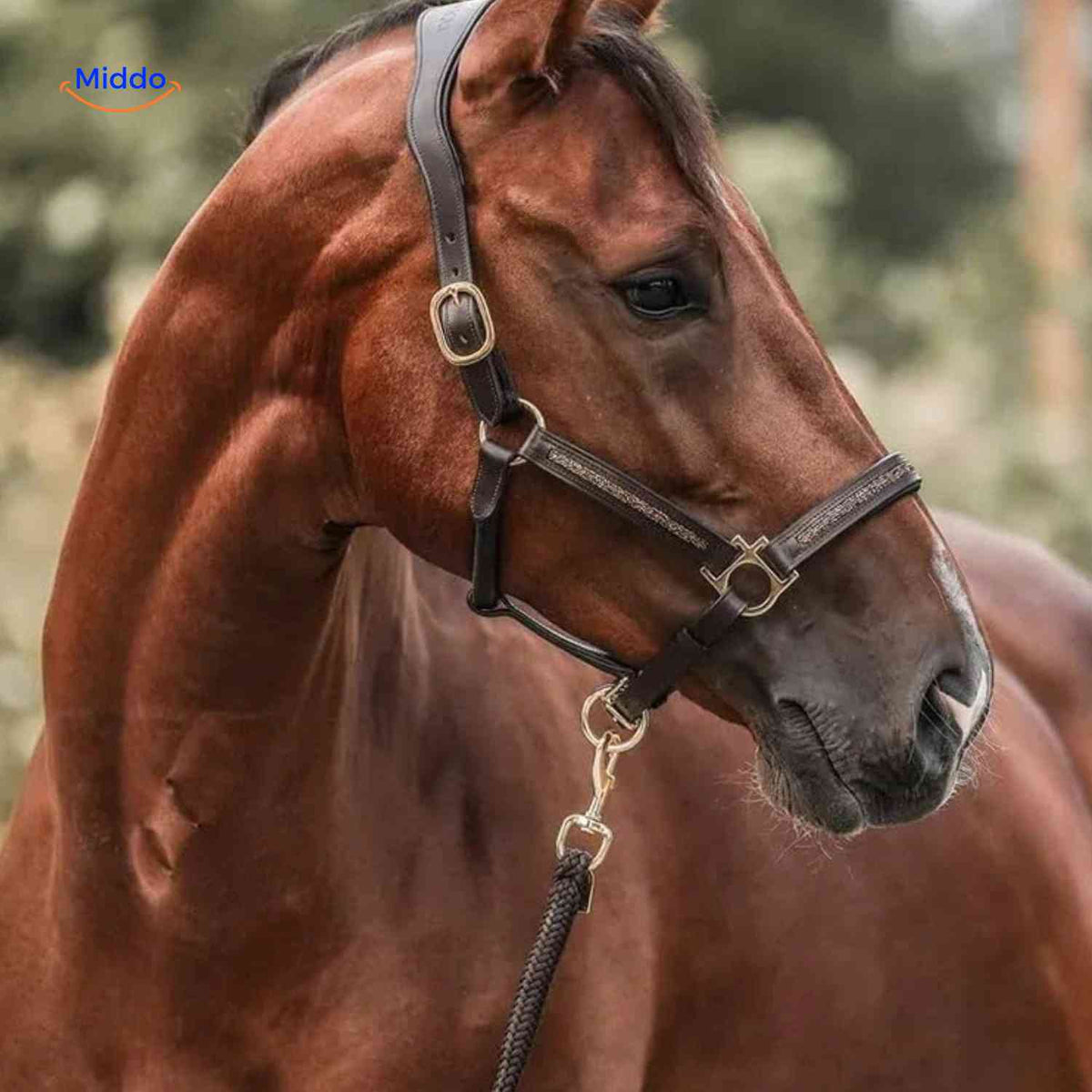 Advent Calendar Horse-Themed 24 Daily Surprises