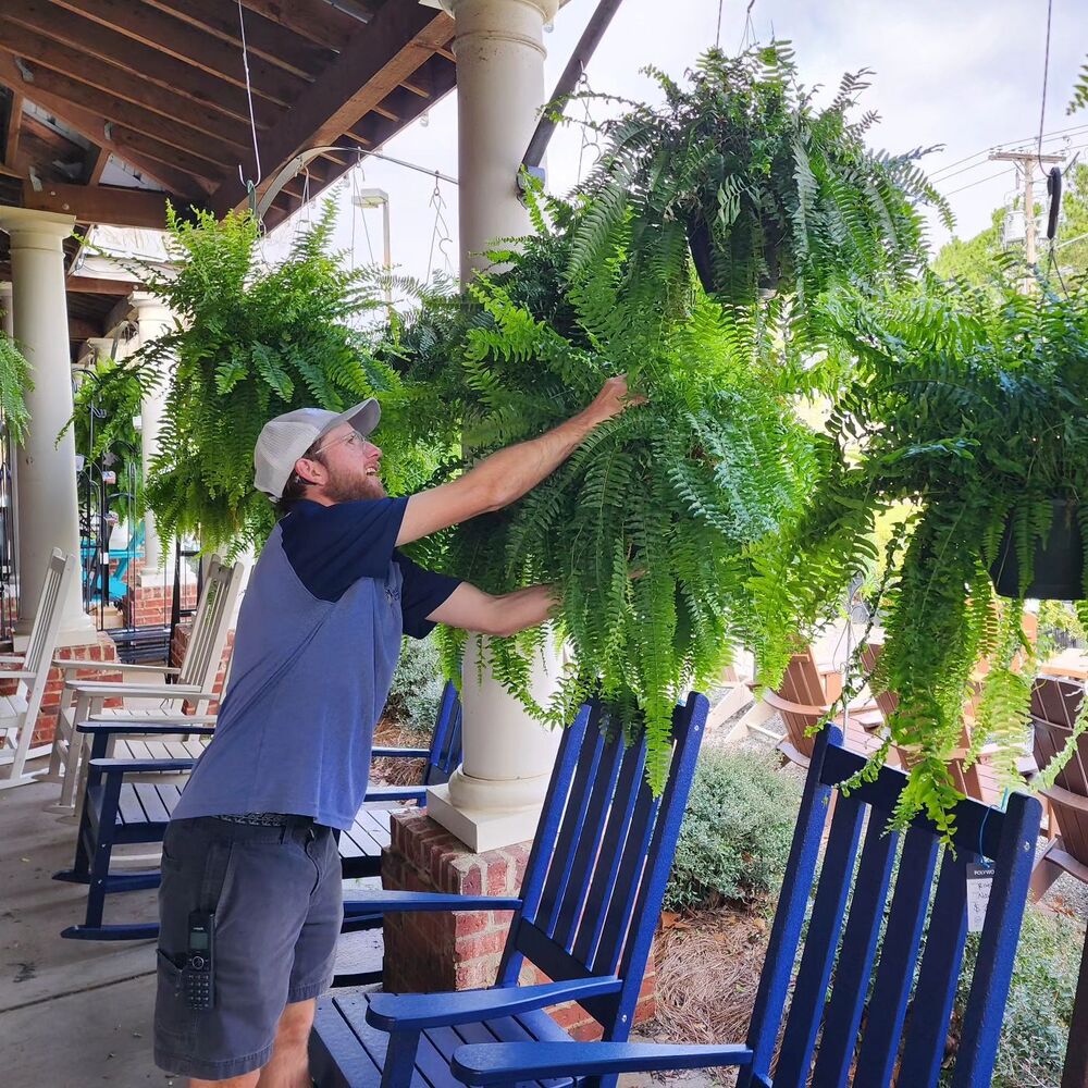 Artificial Boston Ferns Realistic UV-Resistant Set Of 18
