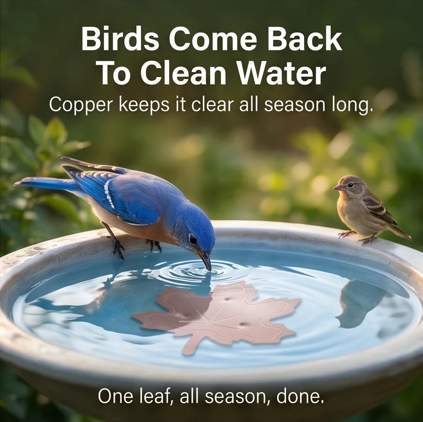 Bird Bath Purifier Pure Copper Algae Control