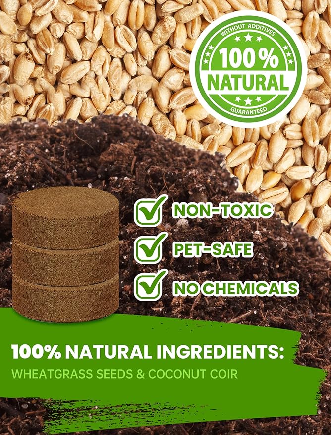 Cat Grass Seeds Non-GMO Indoor Growing High Germination