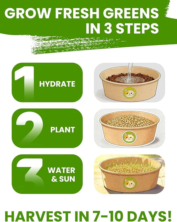 Cat Grass Seeds Non-GMO Indoor Growing High Germination