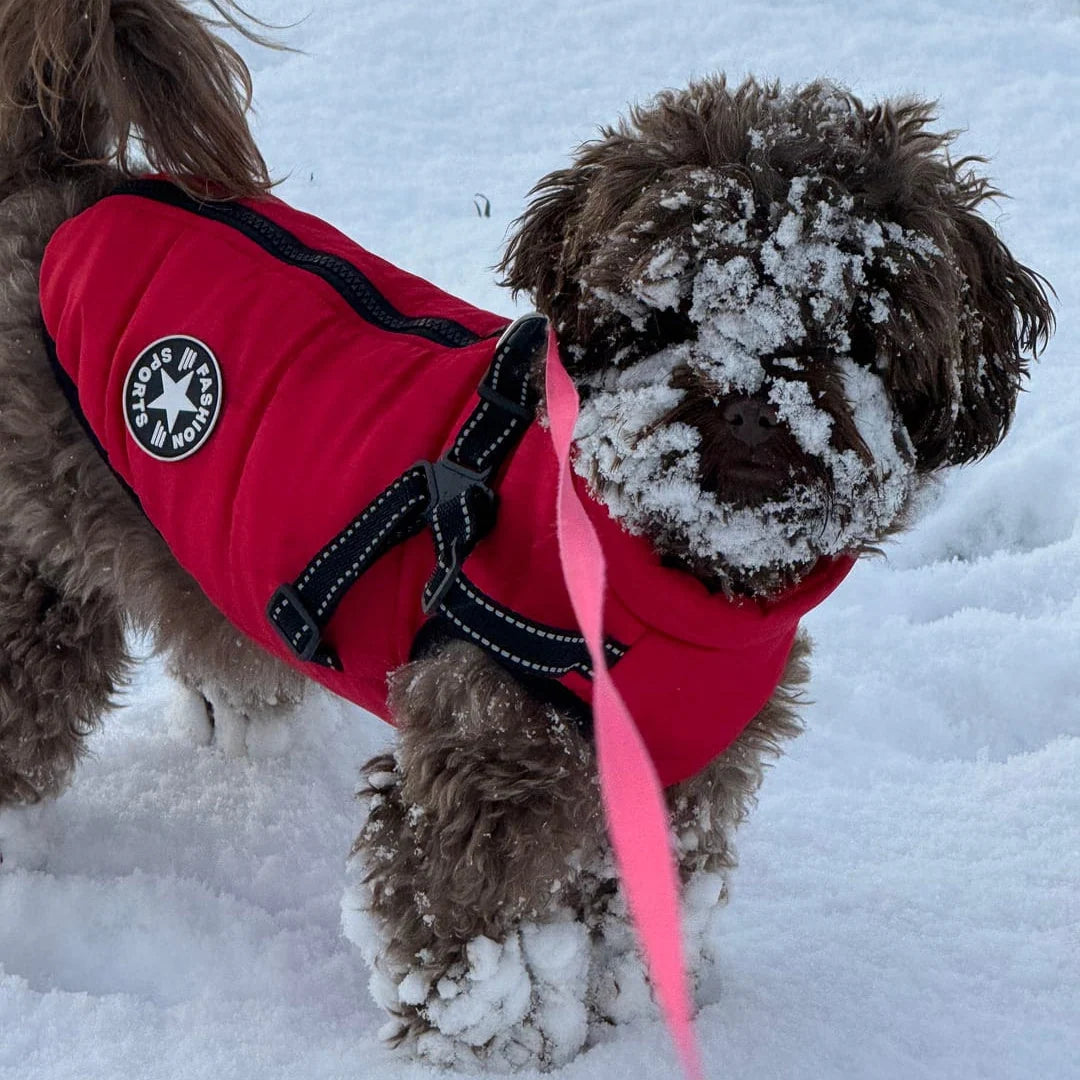 Dog Winter Coat Padded Soft Lining Integrated Harness