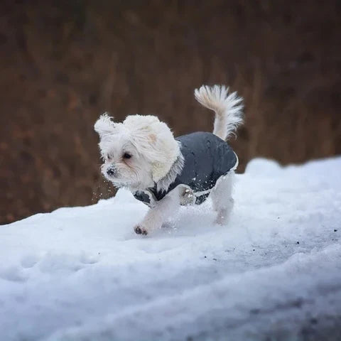 Dog Winter Jacket Waterproof & Sherpa-Lined Built-In Harness