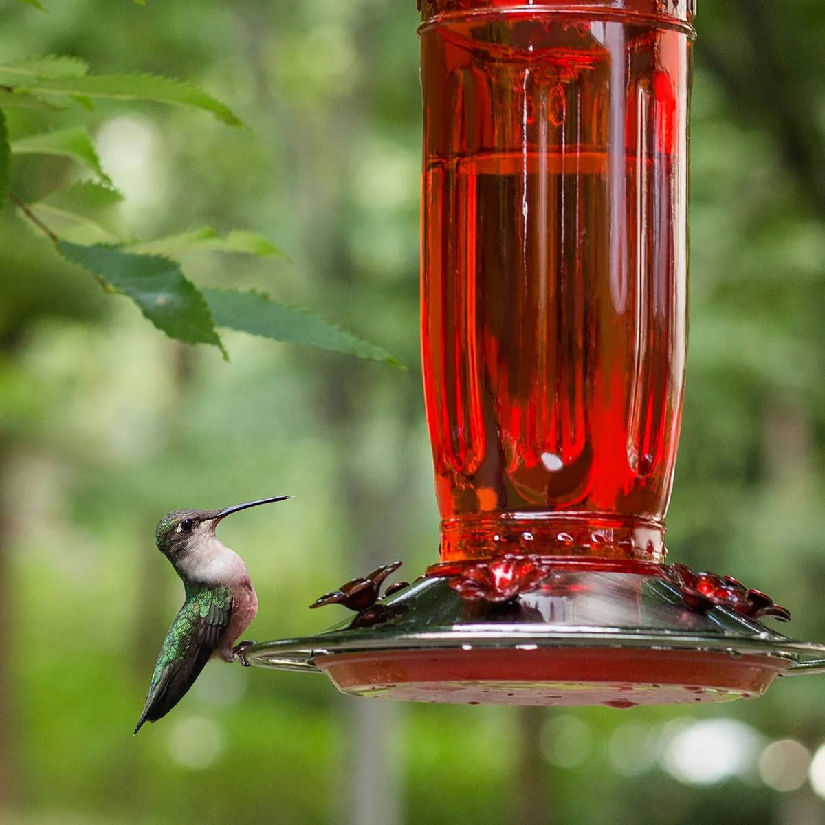 Hummingbird Feeder Six Flower Ports Ant Moat