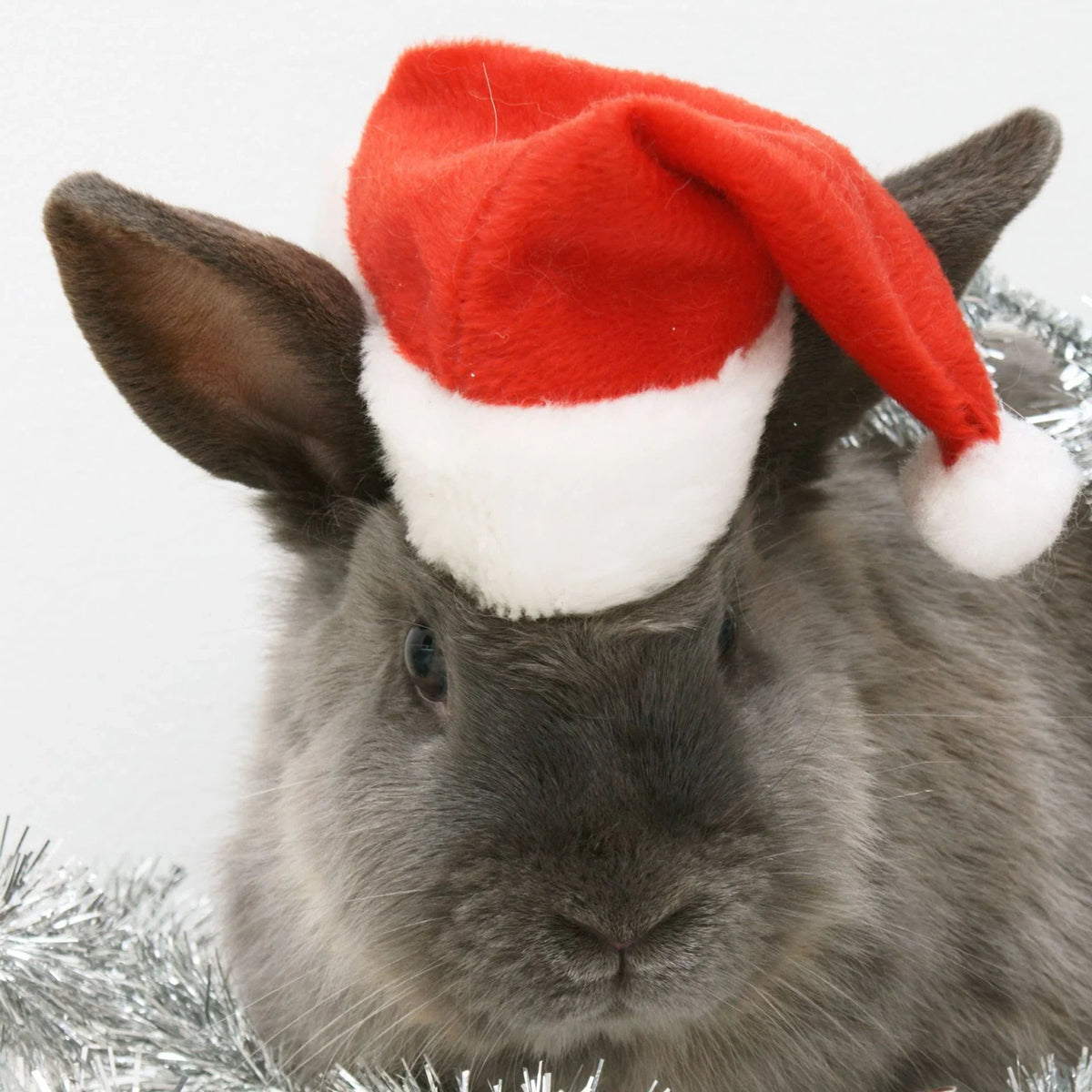 Pet Christmas Hat Soft Durable Washable One Size
