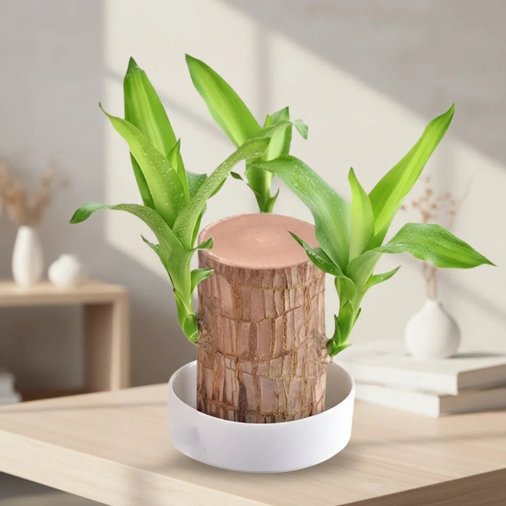 Plant Stand Tiered Space-Saving Solid Timber