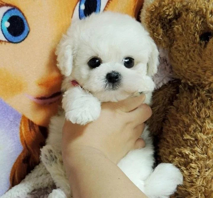 Plush Puppy Weighted & Lifelike 14 Inch