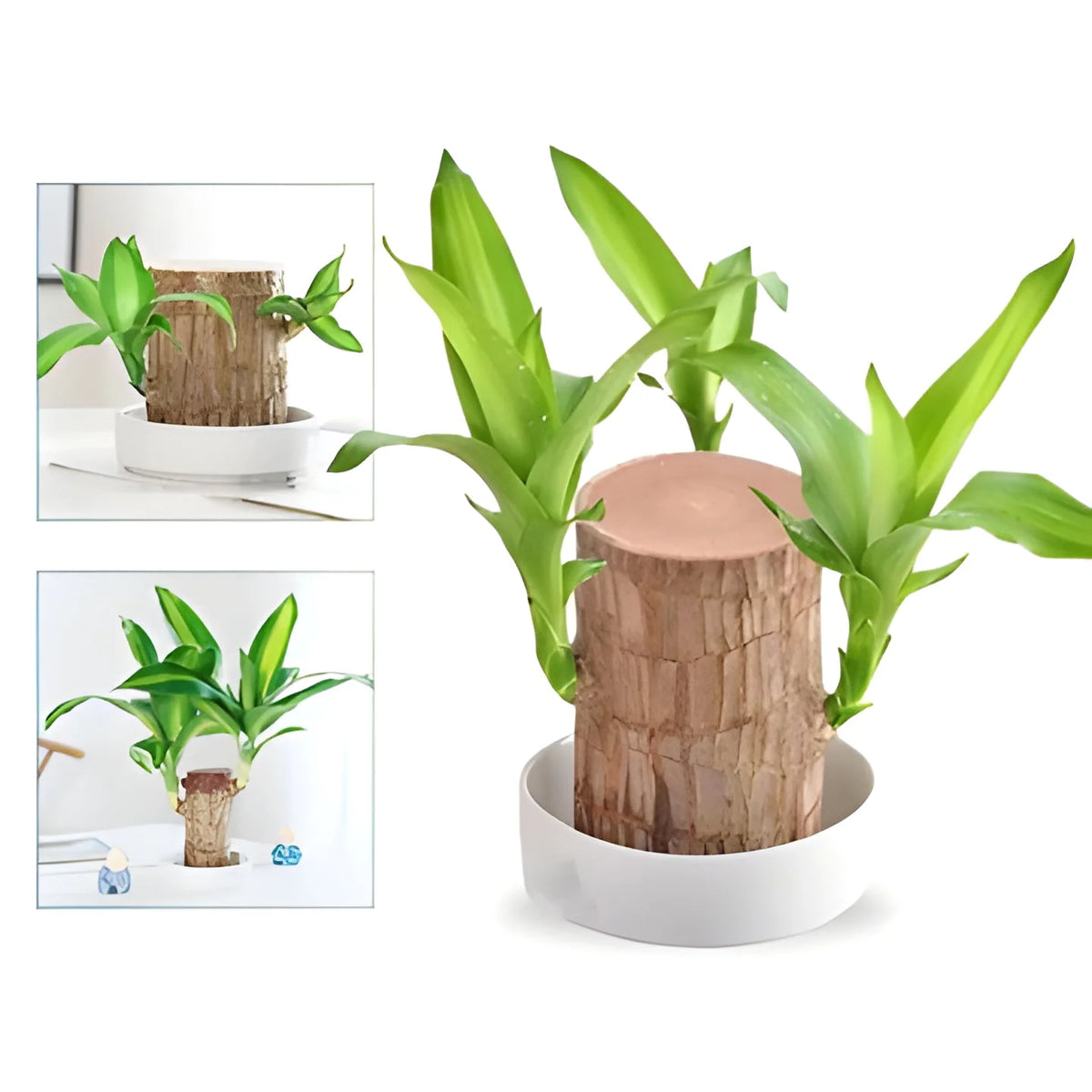 Potted Plant Low-Light Air-Purifying Compact Root System
