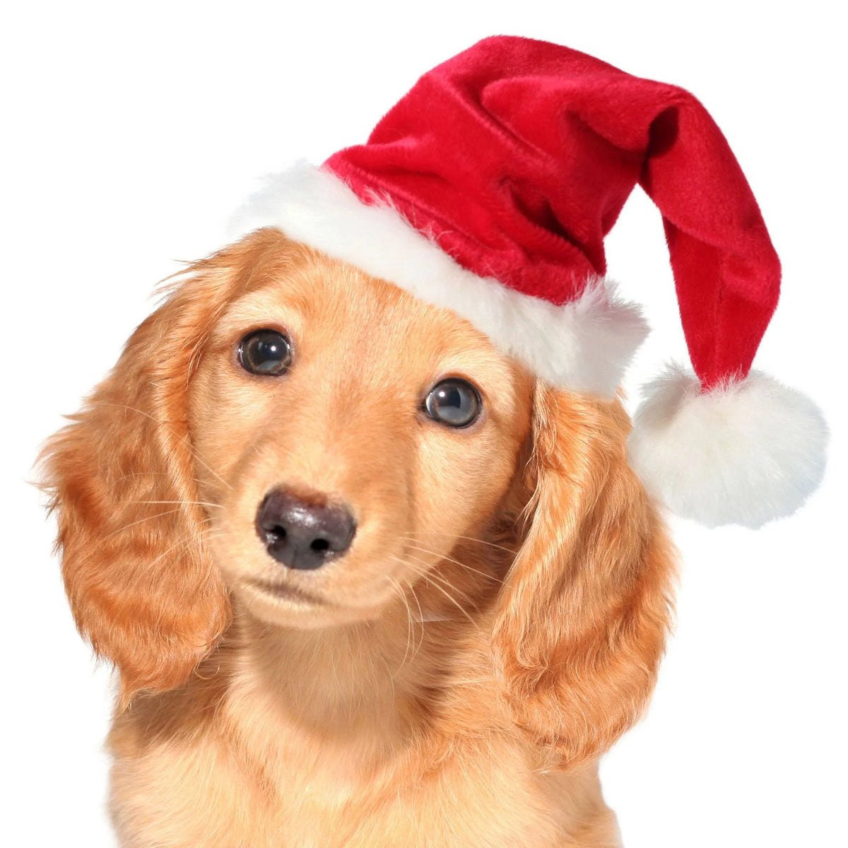 Santa Hat for Dogs Plush Adjustable Fit