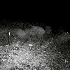 Trail Camera 16MP 1080p Infrared Night Vision Fast Trigger