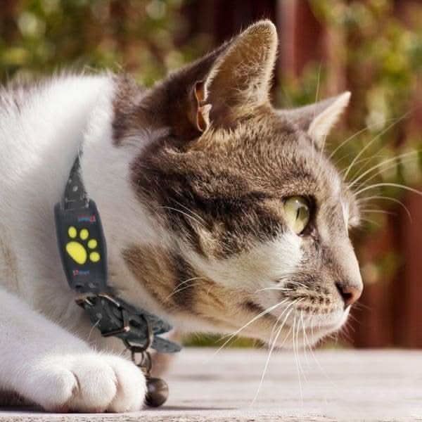 Real-Time Pet Locator GPS Tracker for Cats