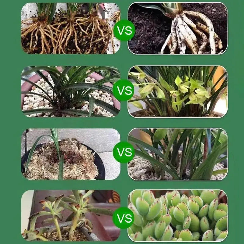 Liquid Activator for Plants and Flowers – Enhanced Root Growth and Blooms