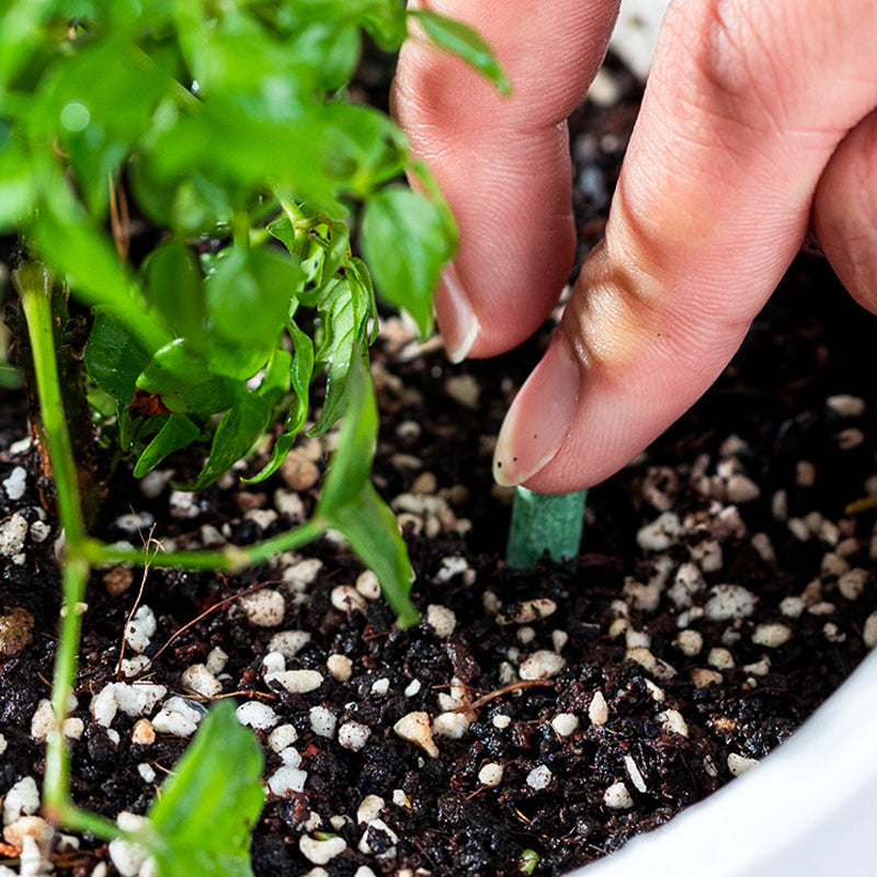 Plant Nutrition | Even Nutrient Distribution | Easy Plug-In