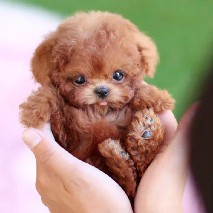 Interactive Plush Puppy Toy – Responds to Movement and Sounds