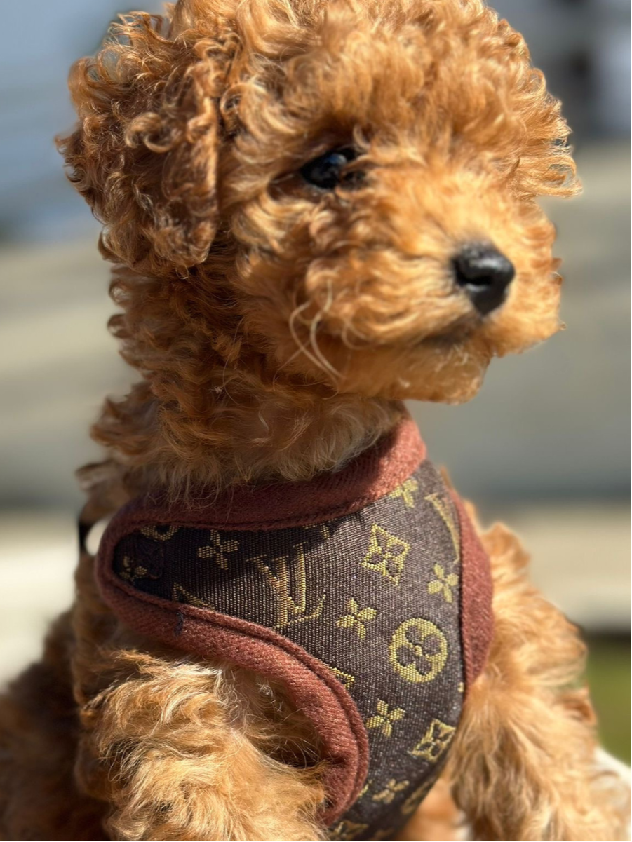 Soft Padded Dog Harness with Leash Set