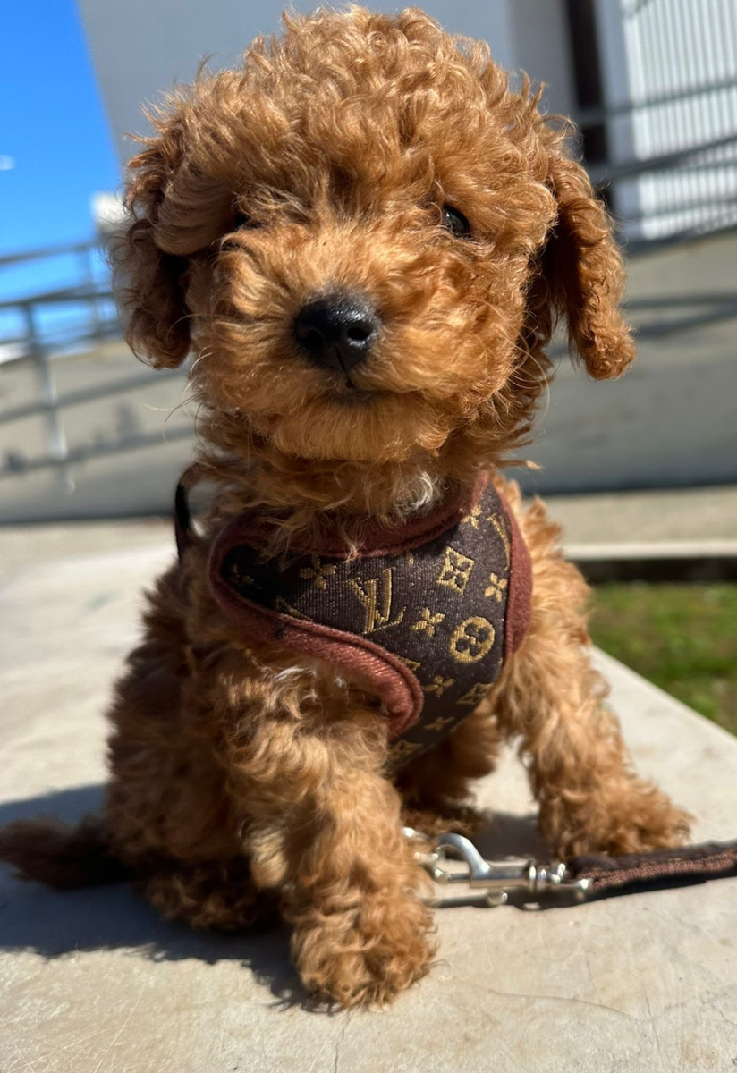 Soft Padded Dog Harness with Leash Set