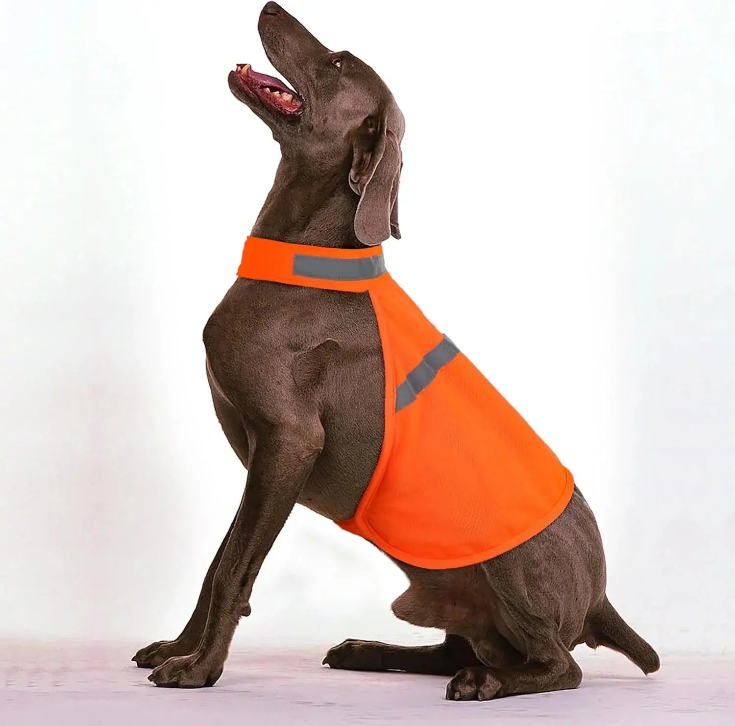 High Visibility Dog Vest for Evening Walks – Reflective Safety Gear