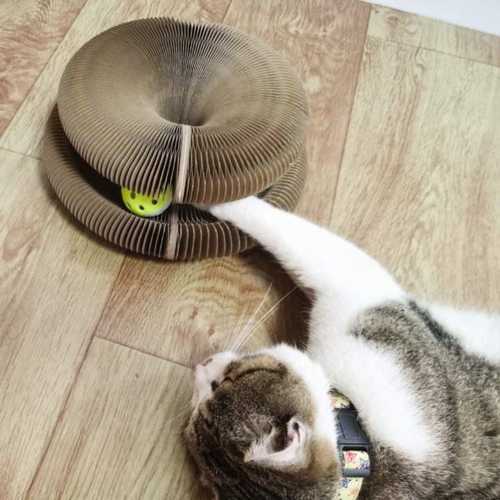 FurrVentura™ — Ignite Your Cat’s Wild Joy and Endless Energy