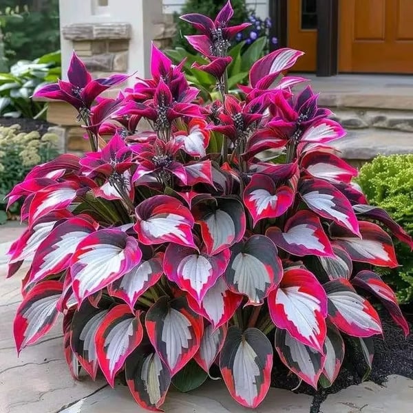 ShadeBloom™ — Transform Shadowy Spots into Lush, Colorful Garden Sanctuaries