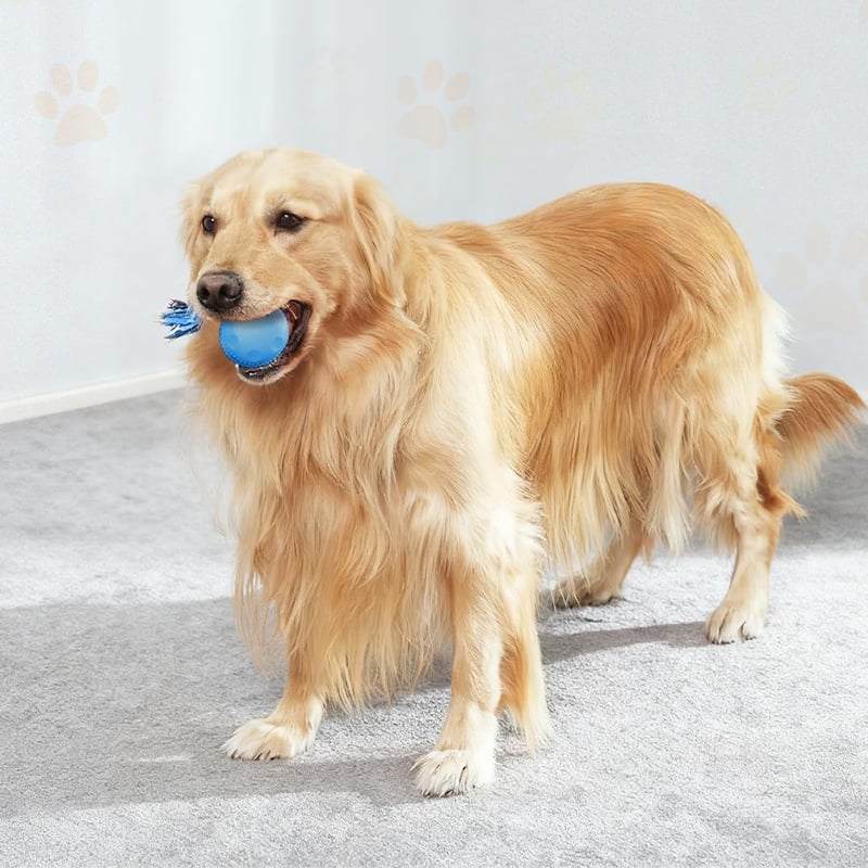 Motion-Activated Dog Toy with Dual Speed Settings