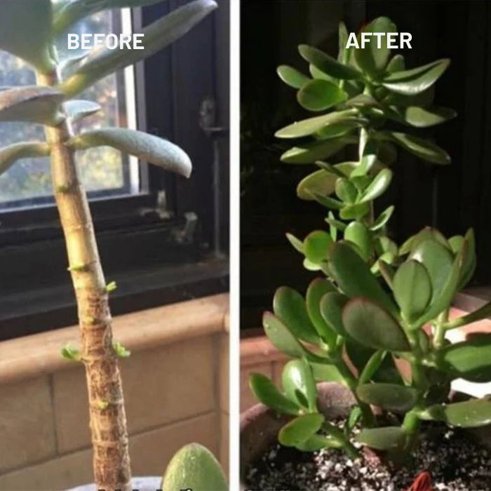 RadiantRoot™ Growth Elixir — Ignite Fierce, Vibrant Life in Every Leaf and Root