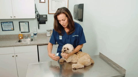 Claw Trimmer for Cats and Dogs with Safety Guard - Nail Clippers