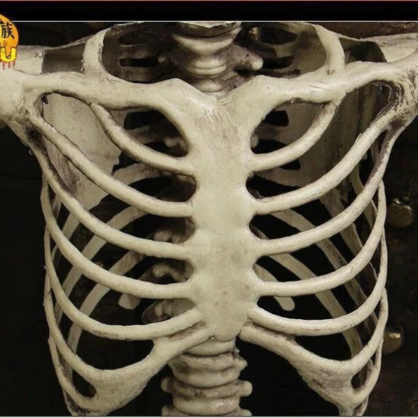 Posable Arms and Legs Full Body Skeleton Decoration for Halloween