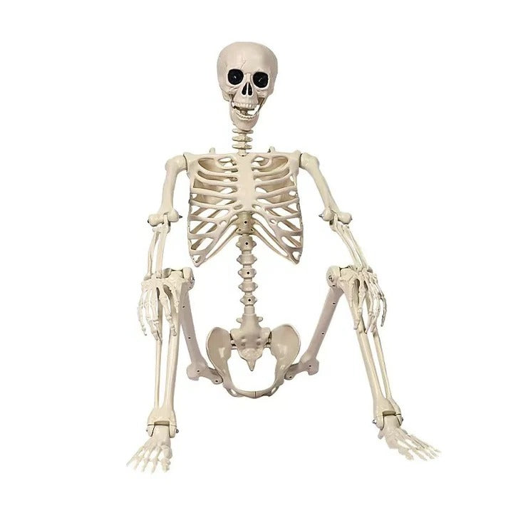 Posable Arms and Legs Full Body Skeleton Decoration for Halloween