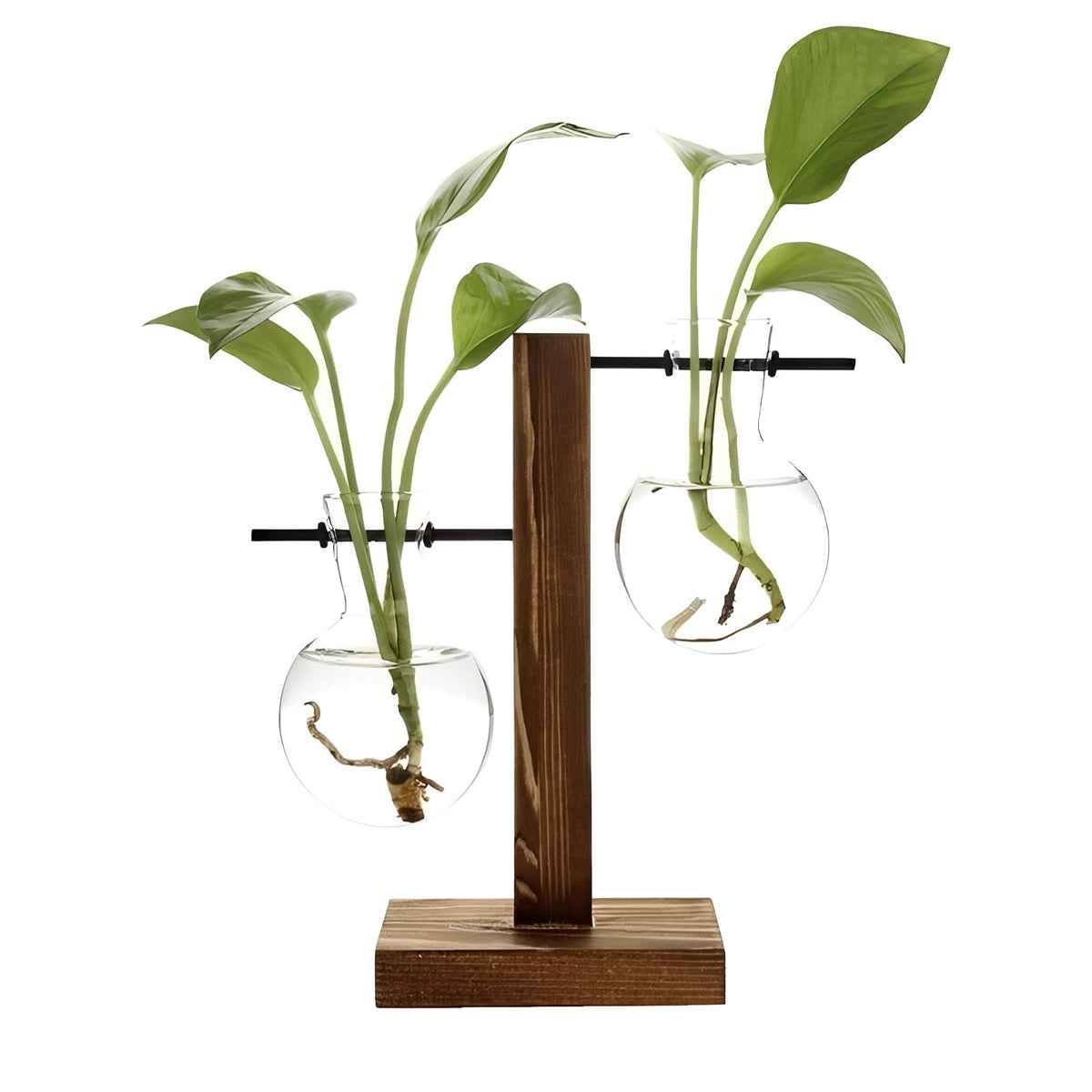 Glass Hydroponic Planter with Wooden Base