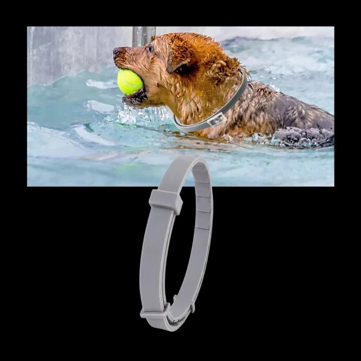 Pet Collar for Flea and Tick Prevention