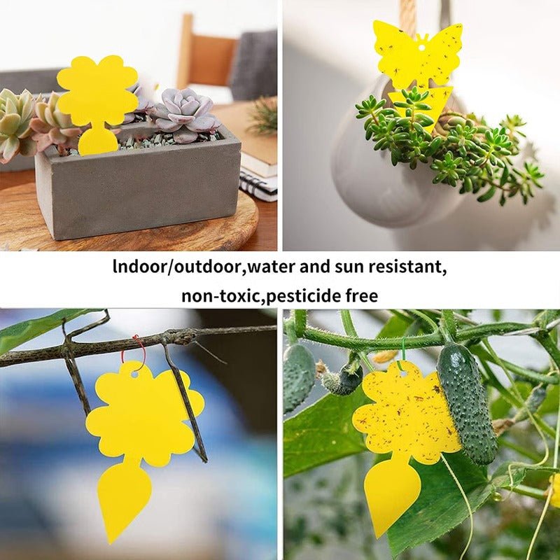 Flying Insect and Fungus Gnat Sticky Adhesive Trap