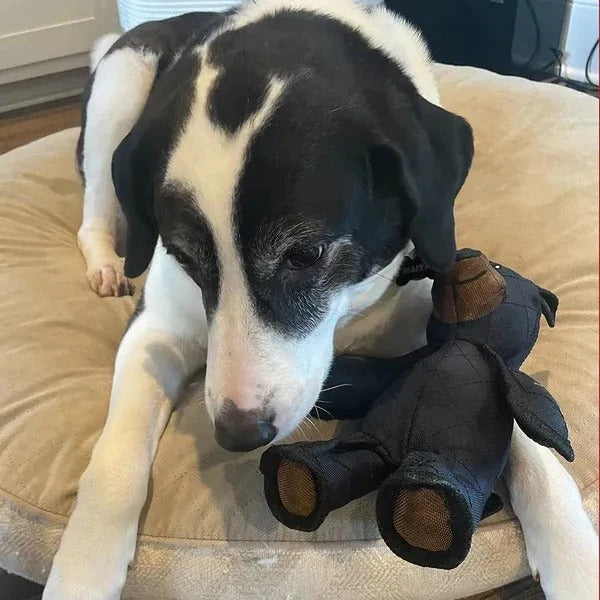 Squeaky Toy for Dogs in Bear Shape