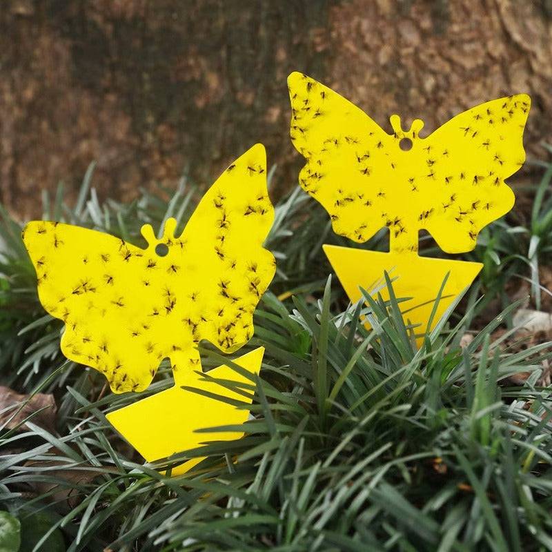 Flying Insect and Fungus Gnat Sticky Adhesive Trap